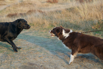 Agressie naar honden
