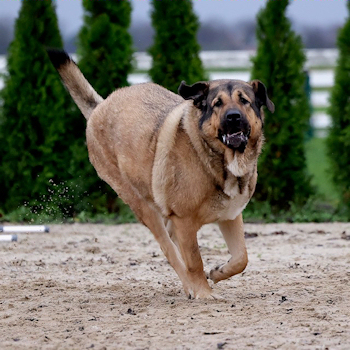 Hierkomen in de praktijk