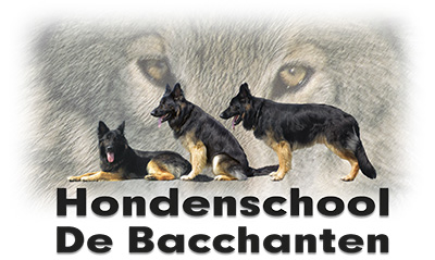 Hondenschool de Bacchanten, Hem, training en opvoeding