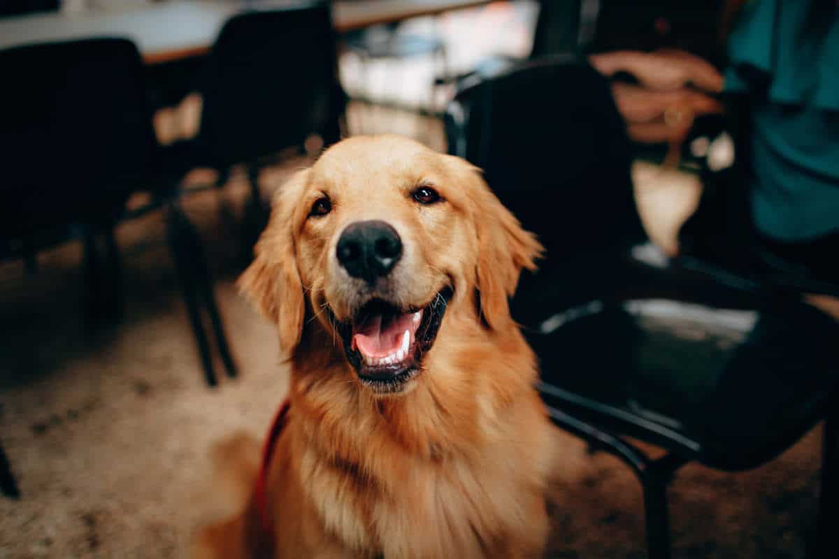 Honden zien het verschil tussen opzettelijk en per ongeluk